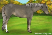 Horse Color:Chocolate Palomino 