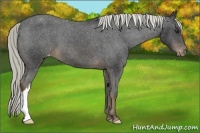 Horse Color:Liver Chestnut Mushroom Varnish