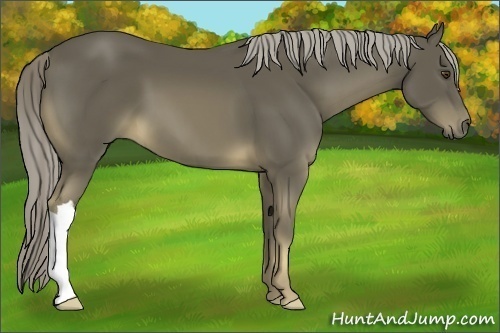 Horse Color:Chocolate Palomino