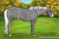 Horse Color:Liver Chestnut Appaloosa 