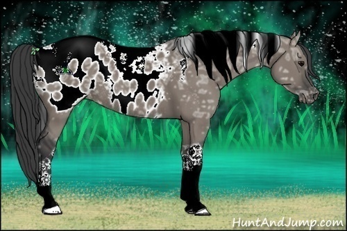 Horse Color:Grullo Ice Tobiano Appaloosa Rabicano 