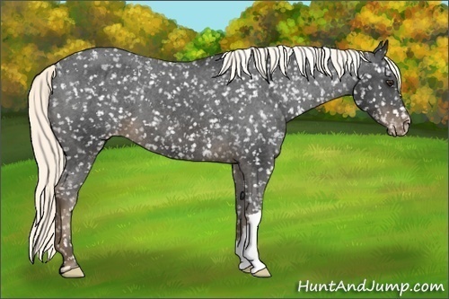 Horse Color:Liver Chestnut Mushroom Snowflake Varnish