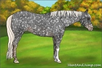 Horse Color:Liver Chestnut Appaloosa 