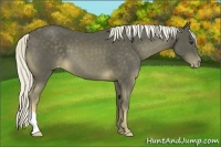 Horse Color:Chocolate Palomino Appaloosa 