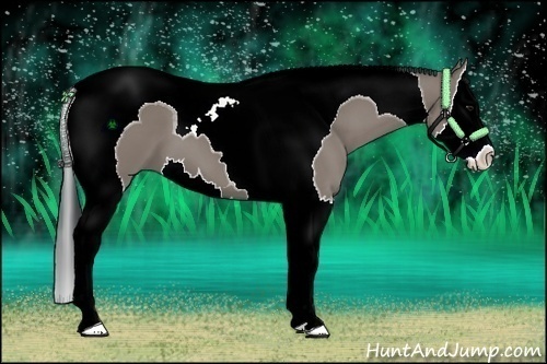 Horse Color:Grullo Sabino Splash Tobiano 