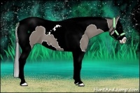 Horse Color:Grullo Sabino Splash Tobiano 