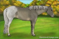 Horse Color:Chocolate Palomino Mushroom Varnish 