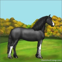 Horse Color:Smoky Black 