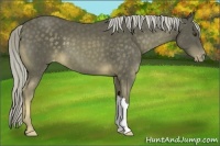Horse Color:Chocolate Palomino Appaloosa 