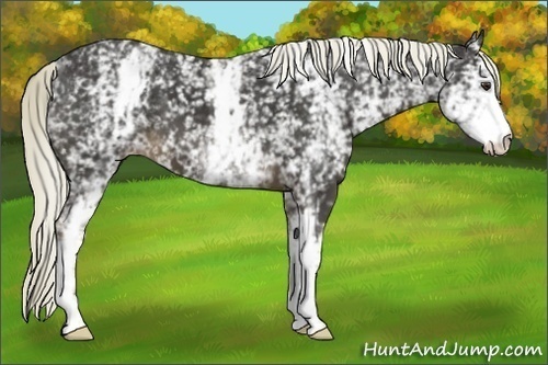 Horse Color:White Spotted Liver Chestnut Appaloosa 