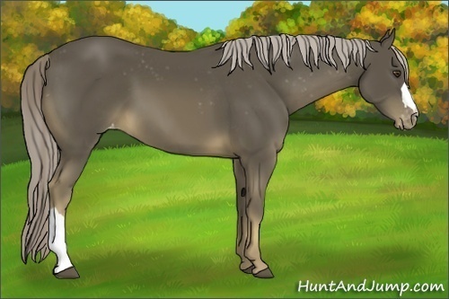 Horse Color:Chocolate Palomino Appaloosa