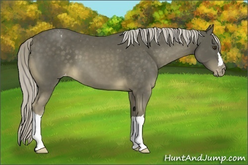 Horse Color:Chocolate Palomino Mushroom Varnish