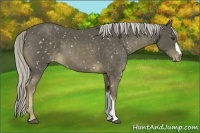 Horse Color:Chocolate Palomino Appaloosa 