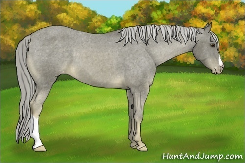 Horse Color:Chocolate Palomino Appaloosa 