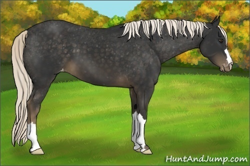 Horse Color:Liver Chestnut Mushroom Varnish 