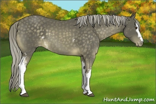 Horse Color:White Spotted Chocolate Palomino Mushroom Varnish