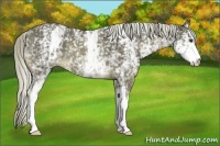 Horse Color:White Spotted Chocolate Palomino