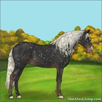 Horse Color:Liver Chestnut Appaloosa 
