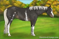 Horse Color:White Spotted Liver Chestnut 