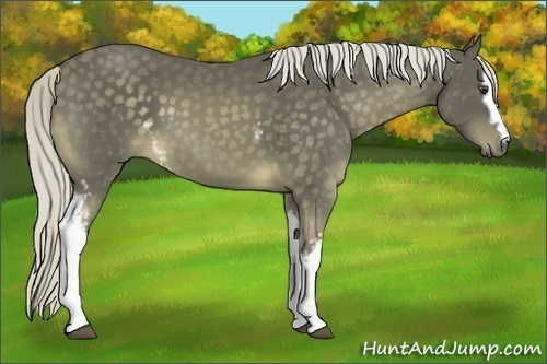 Horse Color:White Spotted Chocolate Palomino