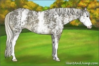 Horse Color:White Spotted Chocolate Palomino Appaloosa 
