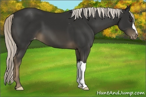 Horse Color:Liver Chestnut Mushroom Varnish