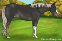 Horse Color:Liver Chestnut Appaloosa