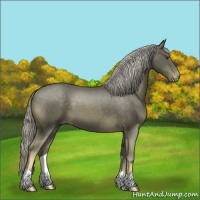 Horse Color:Chocolate Palomino Appaloosa