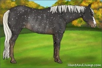 Horse Color:Liver Chestnut Mushroom Snowflake VarnishRabicano