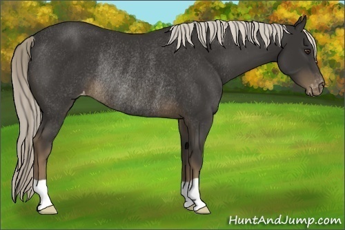 Horse Color:Liver Chestnut Appaloosa Rabicano
