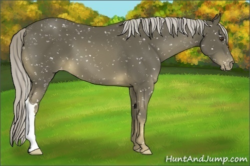 Horse Color:Chocolate Palomino Mushroom Snowflake Varnish 