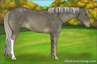 Horse Color:Chocolate Palomino Mushroom Snowflake Varnish 