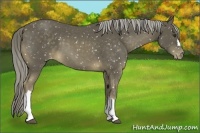 Horse Color:Chocolate Palomino Appaloosa 