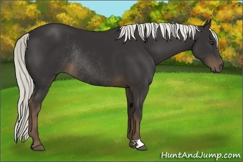 Horse Color:Liver Chestnut Rabicano
