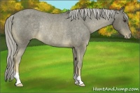 Horse Color:Chocolate Palomino Mushroom Varnish Rabicano 
