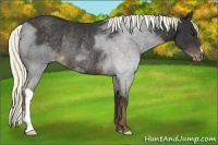 Horse Color:Liver Chestnut Mushroom Varnish Rabicano
