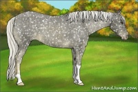 Horse Color:Chocolate Palomino Appaloosa 