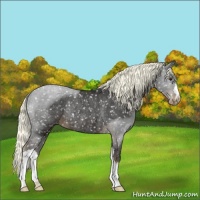 Horse Color:Liver Chestnut Appaloosa Rabicano