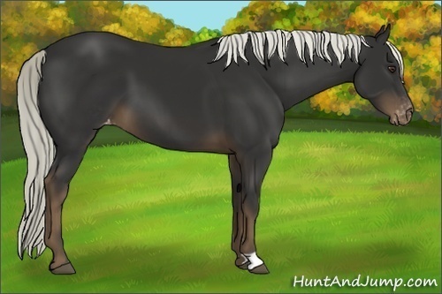 Horse Color:Liver Chestnut Mushroom Varnish