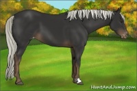 Horse Color:Liver Chestnut Mushroom Varnish 
