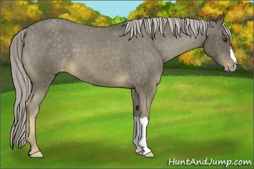 Horse Color:Chocolate Palomino Mushroom Varnish