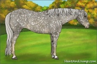 Horse Color:Chocolate Palomino Appaloosa 