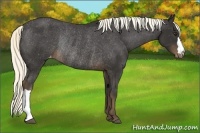 Horse Color:Liver Chestnut Mushroom Varnish Rabicano