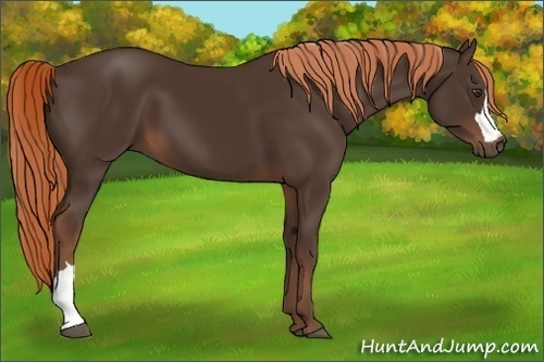 Horse Color:Liver Chestnut 