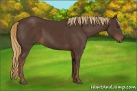 Horse Color:Liver Chestnut Rabicano 