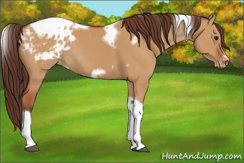 Horse Color:Bay Dun Tobiano Frame Appaloosa Rabicano 