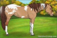 Horse Color:Bay Dun Tobiano Frame Varnish Rabicano 