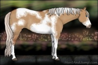 Horse Color:Silver Bay Dun Sabino Tobiano Frame Rabicano 