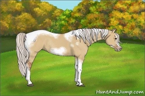 Horse Color:Silver Bay Dun Sabino Tobiano Frame Rabicano