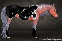 Horse Color:Watercolor Bay Appaloosa 